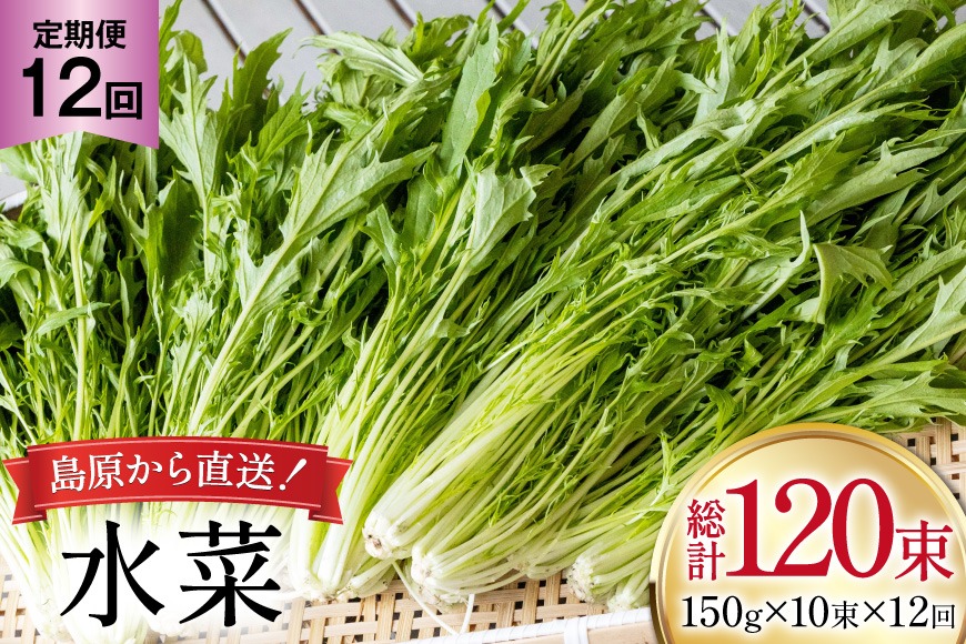 BI337 定期便 12回 水菜 10束 [ 野菜 みずな サラダ やさい 冷蔵 葉物野菜 田中農園 長崎県 島原市 ]