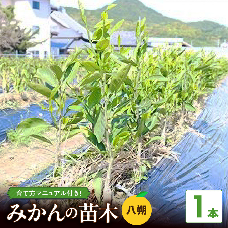 【2027年先行予約】八朔(はっさく)　苗木 2年生 1本 _ZE6477