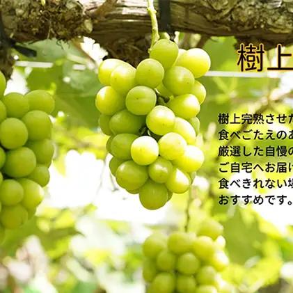厳選 シャインマスカット・瀬戸ジャイアンツ 2～3房 合計1.7kg以上 岡山県産 シャインマスカット