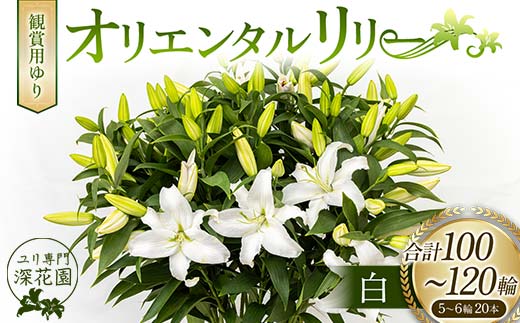 ユリ専門＜深花園＞観賞用ゆり オリエンタルリリー 白 5~6輪 20本  植物 フラワー 花 F23R-531