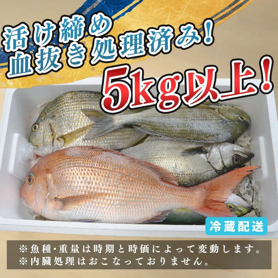 鮮魚 5kg- 鮮魚ボックス 詰め合わせ 刺身 刺し身 さしみ 鮮度抜群 産地直送 高知県産