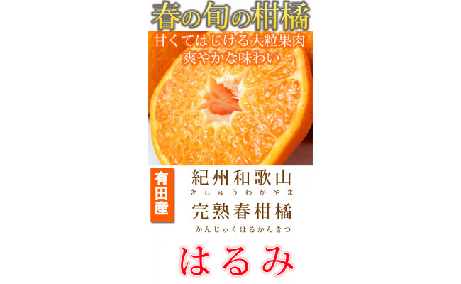 果肉ぷりぷり!完熟はるみ 5kg ※2025年2月上旬～2月下旬頃に順次発送予定