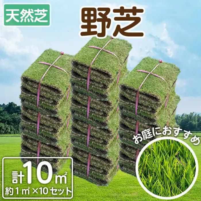 天然芝＜野芝＞10平米! 芝 芝生 天然 天然芝 DIY グランドカバー ガーデニング 野芝  鹿児島県 お庭 c5-030