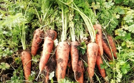 訳あり 規格外 にんじん 約10kg 有機JAS認証取得 栽培期間中農薬 除草剤 化学肥料不使用 野菜 食材 緑黄色野菜 国産野菜 えぐみがない 甘い人参 産地直送 キャロット ベジタブル 