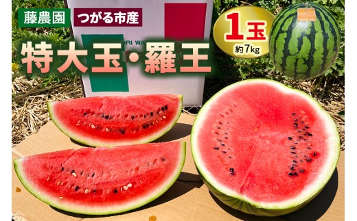スイカ (特大玉) 羅王 1玉｜つがる市産 青森産 産直 2026年産 令和8年 夏 すいか 西瓜 果物 フルーツ 旬 特産 藤農園 農福連携 ラオウ らおう 羅皇 先行受付 [0835]