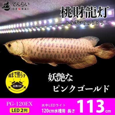 ふるさと納税 小牧市 金龍の鱗を美しく照らす!ピンクゴールドの水中アロワナライト|PG120-EX[172C16]