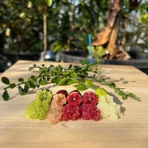 新感覚つぶつぶ食感！フィンガーライム　150ｇ（約8～15本）フルーツ 果物 国産 柑橘 フルーツキャビア 森のキャビア デザート 希少 鈴園 愛知県 常滑市