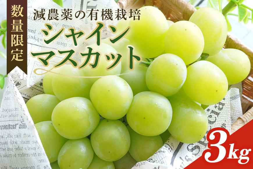 ＜2025年 先行予約＞ シャインマスカット 数量限定 3kg 農園直送 期間限定 果物 フルーツ ブドウ 葡萄 ぶどう 8月下旬以降発送 冷蔵 減農薬 小美玉市 70-K