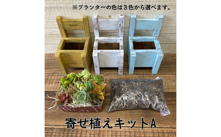 多肉植物 寄せ植えキットA 木椅子型プランター 多肉植物【全3色】 黄色