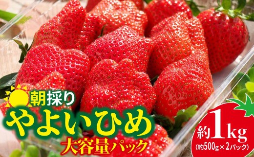 いちご やよいひめ 500g × 2パック 1kg | コク 甘み 朝採れ やよいひめ 大粒 甘み 酸味 バランス 贈答用 新鮮 完熟 いちご 旬 苺 ストロベリー 産地直送 果汁 甘い あまい 人気 高評価 美容 健康 旨味 高糖度 ごほうび 群馬県 前橋市
