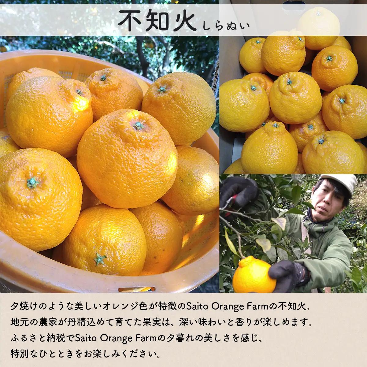 【先行予約】Saito Orange Farmの訳あり不知火8kg（2027年3月上旬頃より順次発送予定） IKTAQ012