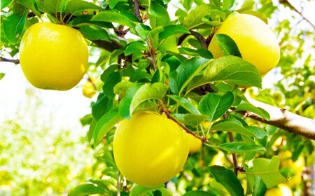 【数量限定 2025年 4月発送 予約受付】 雪っ子 りんご シナノゴールド 5kg 岩手県 北上市 D0208 展勝地レストハウス 国産 リンゴ 林檎 果物 フルーツ 果実 贈答用りんご 雪室貯蔵