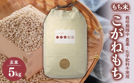 もち米　玄米5kg (栽培期間中　農薬不使用・化学肥料不使用)【1251291】