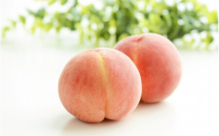 【予約受付】 桃 農家厳選 川中島 白桃 和歌山産 大玉 特秀品 約2kg 6個~9個 2025年8月初旬頃～8月末頃に順次発送予定（お届け日指定不可）/ 桃 桃 桃 桃 桃 桃 桃 桃 桃 桃 桃 