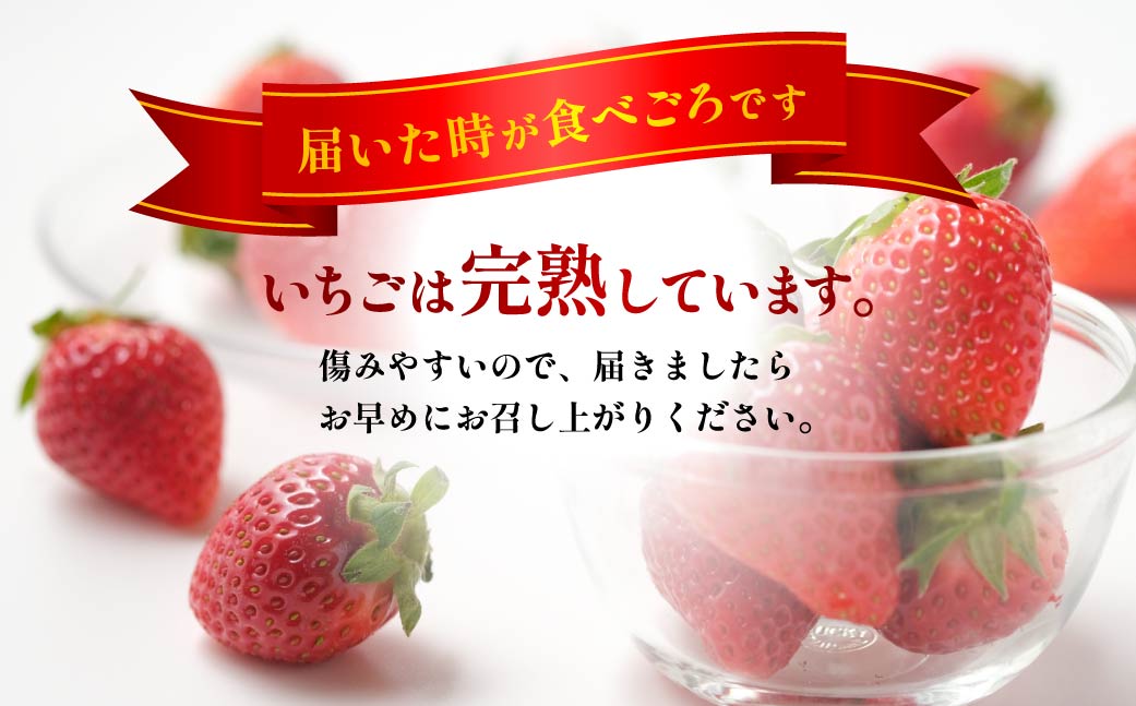 【2026年 先行予約】いちご 食べ比べ 150g×6パック 900g｜コク 甘み 朝採れ やよいひめ ななか 恋みのり あまおとめ あすかルビー 贈答用 新鮮 完熟 いちご 旬 苺 ストロベリー 産