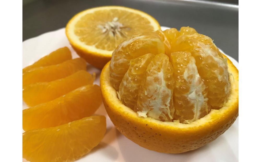 1・4月発送 全2回 定期便 紅はっさく マニア 貯蔵 ＆ 木成完熟 傷あり 二級品 4 ～ 6玉 化粧箱 和歌山 有田 南泰園   	BS188_イメージ3