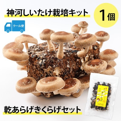 
            神河しいたけ栽培キット(しいたけ菌床)1個と乾あらげきくらげセット　※5月～10月順次発送【1411538】
          