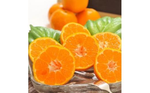 【先行予約】【冬の美味】【農家直送】濃厚ポンカン（ご家庭用）約4kg ｜ 有田 柑橘 フルーツ みかん オレンジ 産地直送