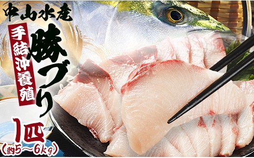 ブリ 鰤 1本 ［5～6kg］ ぶりフィレ たたき ぶりしゃぶ ブリカマ ブリ 一本 鰤 - ぶり ブリ 刺し身 カマ 切り身 ぶりしゃぶ 鰤漬け 鮮魚 海鮮 魚介類 中山水産 手結沖養殖「勝ブリ」 ぬたもおすすめ ny-0014