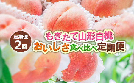 【定期便2回】もぎたて山形白桃 おいしさ食べ比べ定期便 【令和7年産先行予約】FS24-724