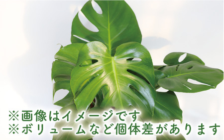 【観葉植物】モンステラ60cm～80cm(緑の中道/014-1485) 観葉植物 植物 鉢付 インテリア 室内 オフィス おしゃれ プレゼント ギフト 開店祝い 移転祝い マイナスイオン 鹿児島 いぶ