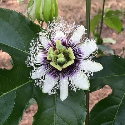 ふるさと納税 糸満市 【2026年発送】JAおきなわ糸満支店で厳選した「パッションフルーツ」<贈答用>約1kg |  | 03