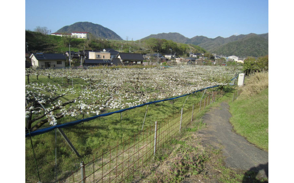 山根農園 二十世紀梨 ギフト3kg