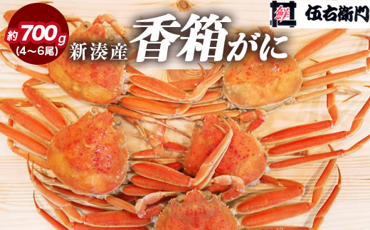 【伍右衛門】新湊産香箱がに4～6尾（計約700g）｜海鮮 お祝い 集まり ズワイガニ 雌 冬の味覚 茹でたて 新鮮 国産 富山県産 ※離島への配送不可 ※2025年11月上旬～12月中旬頃 ※発送まで1か月以上かかる場合があります。