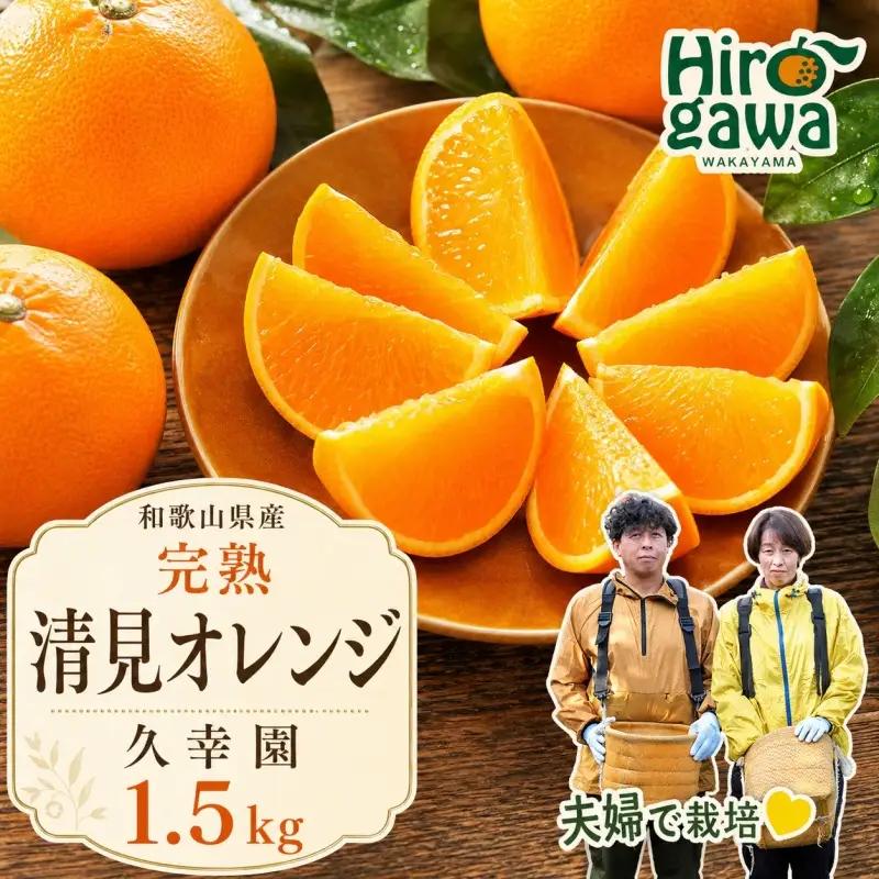 完熟 清見 オレンジ 1.5kg 久幸園 / 清見オレンジ 清見タンゴール きよみ 清美 甘い 高級 和歌山 柑橘 ※2027年4月上旬～5月上旬に順次発送  【hsk011-r-1d5A】