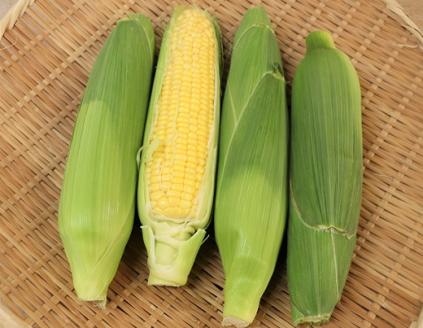 食の都庄内　庄内の夏野菜＆月山高原とうもろこし　※7月下旬～8月下旬発送 [HS4-138(庄内旬青果)] 夏野菜＆とうもろこし