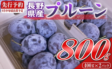 【2025年9月上旬～中旬発送】令和7年産プルーン約800g（400g×2パック）＜北海道・沖縄・離島は配送不可＞　サンプルーン　果物　フルーツ　くだもの　発祥の地　信州　長野県　佐久市　産地直送　旬　旬彩