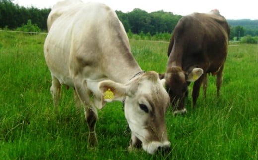 【6ヶ月定期便】早池峰のむヨーグルト３本セット 【639】