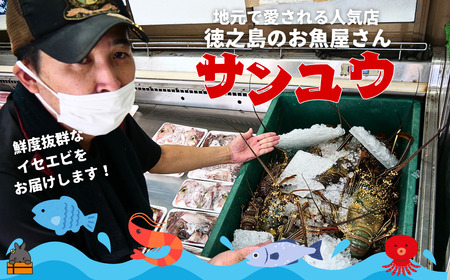 新鮮なまますぐ冷凍!!徳之島産冷凍“特大”伊勢海老1尾（1.5kg以上） （ 伊勢えび イセエビ 伊勢えび 伊勢エビ えび エビ 海老 鍋 ご馳走 海の幸 料理 焼き 人気 海産物 家族 正月 お祝い