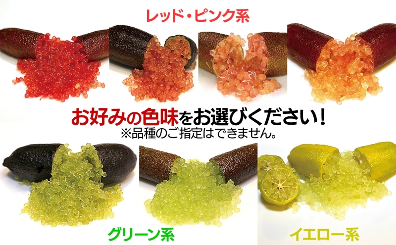 フィンガーライム 栽培体験セット 柑橘 フルーツ 苗 栽培セ