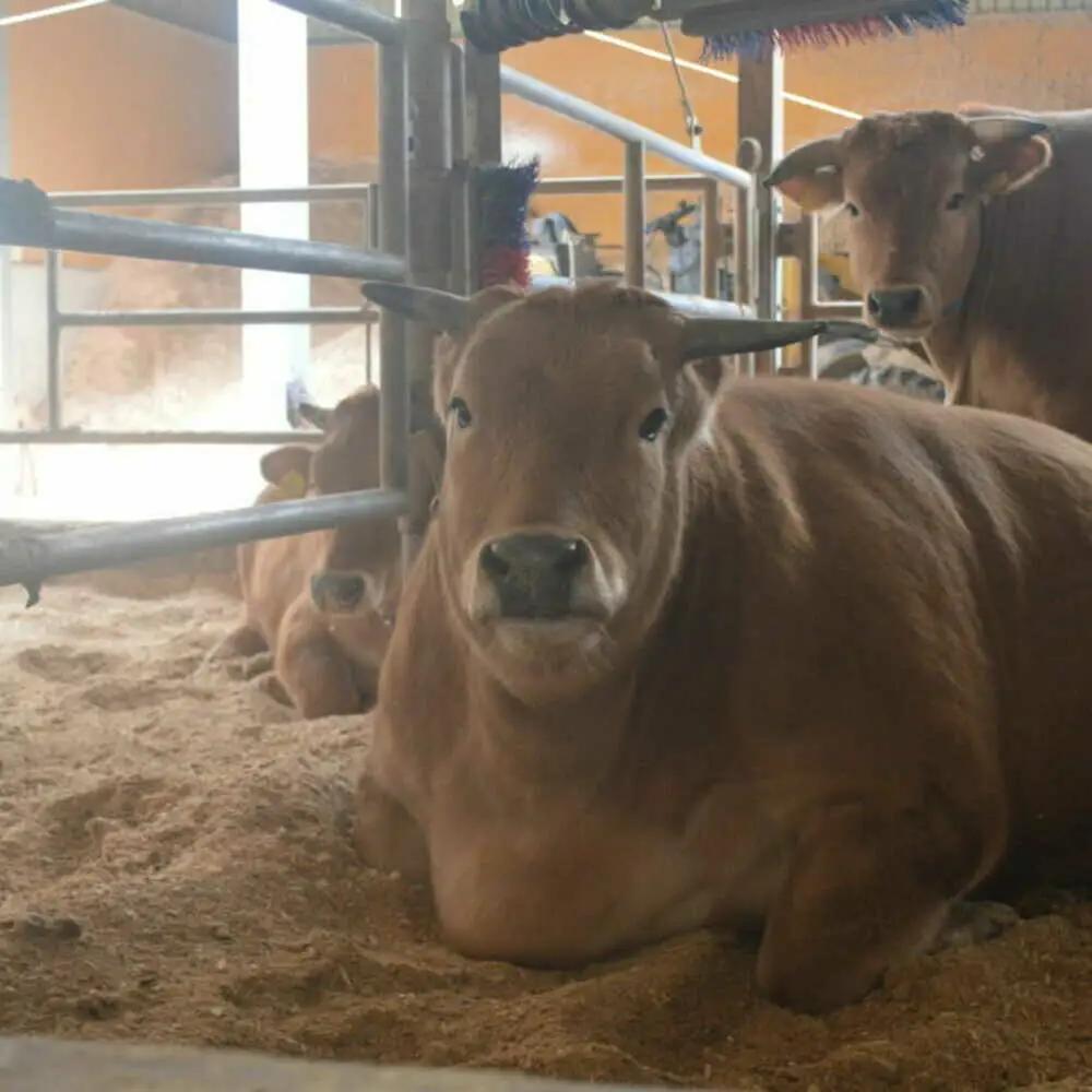 土佐あかうし サーロイン ステーキ 約400g（約200g×2）/ 贈答用 あかうし 土佐 土佐和牛 和牛 牛 肉 お肉 食品 冷凍 高知 【高知県食肉センター株式会社】[ATFC028]
