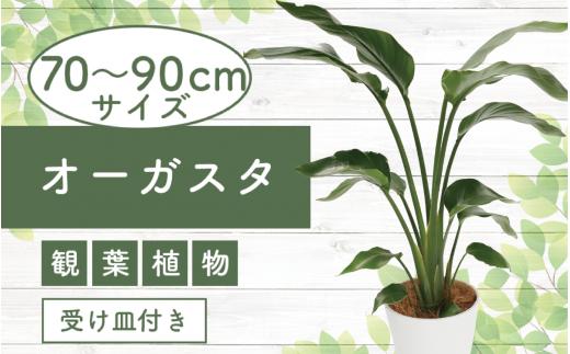 
4月上旬～発送【観葉植物】オーガスタ 70cm～90cm(鎌ヶ迫園芸場/014-1375) 観葉植物 植物 鉢付 インテリア 室内 オフィス おしゃれ プレゼント ギフト 開店祝い 移転祝い マイナスイオン【配送不可地域：北海道・沖縄県・離島】
