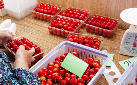 【令和6年産先行予約】こだわりのさくらんぼ 「紅てまり」 バラ詰め 500g いまいのさくらんぼ園 A06-603