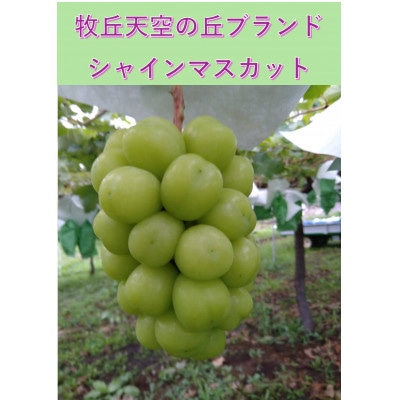 【2026年先行受付】牧丘天空ブランド　皮ごと食べられるぶどう3色詰め合わせ 約1kg(3房)【配送不可地域：離島】