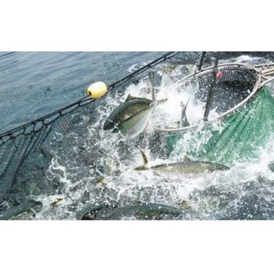 ふるさと納税 錦江町 ふる里館 ヒラマサ1尾セット(ブロック・カマ・アラ) No.1221-3 |  | 01