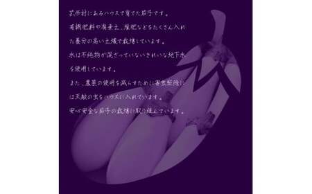 先行予約 白ナス6本 