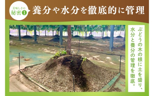【2026年9月中旬より順次発送】令和7年度 茨城県生産力向上共励会 特別賞受賞！糖度約20～22度！美味しさにこだわったシャインマスカット（約900g）1～2房 化学肥料不使用 農家直送【葡萄 ぶど