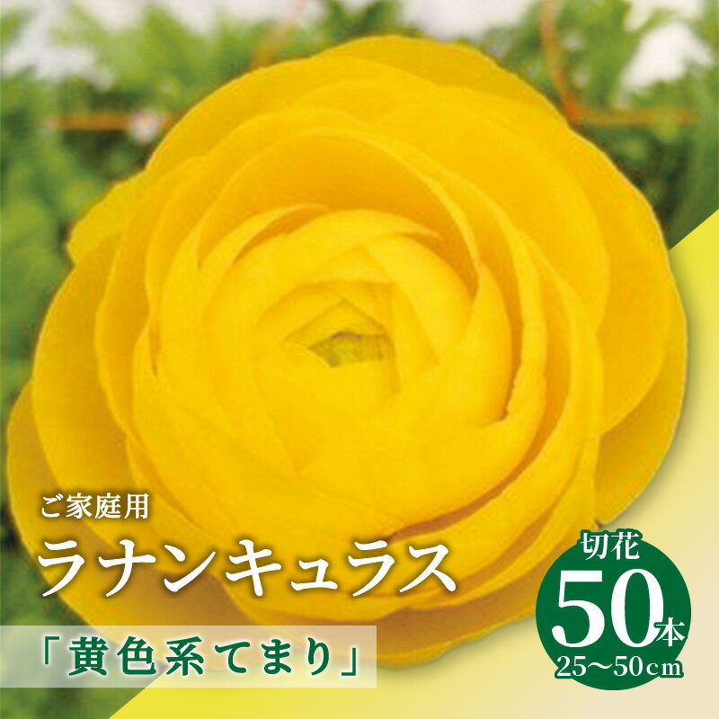 【ふるさと納税】ご家庭用 ラナンキュラス「黄色系てまり」切花50本(長さ25～50cm)【2026-1月中旬～2026-4月上旬配送】 | 花 フラワー 花びら 自宅用 美しい 上品 香川県 高松市 オリジナル品種 オリジナル 日持ちが良い 黄色 ビタミンカラー 送料無料