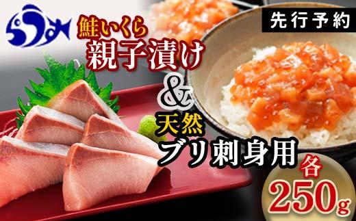 【2025年1月発送】【先行予約】親子漬け・ぶり刺身セット500g（各250g×1）小分け いくら イクラ 秋鮭 さけ サケ 醤油漬け しょうゆ漬け ブリ 鰤 北海道 国産 羅臼 海鮮 魚介 ご飯のお供 生産者 支援 応援 016942_AA045VC03