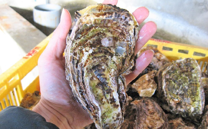 牡蠣 2026年 先行予約 殻付き牡蠣 お徳用 一斗缶 （小粒 約100個、約11kg） 山銀商店 瀬戸内海虫明湾産 生牡蠣 かき 魚介類 カキ 軍手 ナイフ付き 加熱調理用 