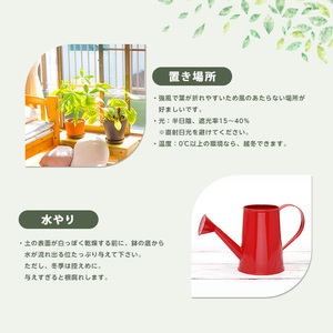 【観葉植物】雲南シュロチク 100cm～120cm 前園植物園 IB002-012 観葉植物 ※北海道・沖縄・離島配送不可