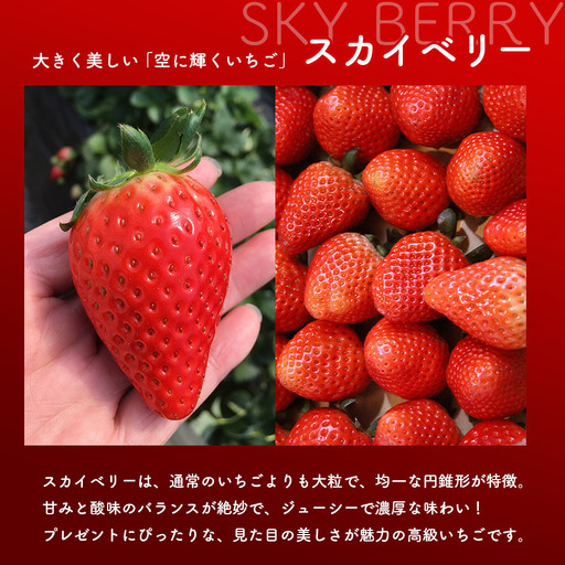 【栃木県共通返礼品】【2025年先行予約】スカイベリー 280g×2P| 年内発送 果物 くだもの フルーツ 野菜 やさい ヤサイ 苺 イチゴ いちご スカイベリー 新鮮 甘い 数量 限定 美味しい 