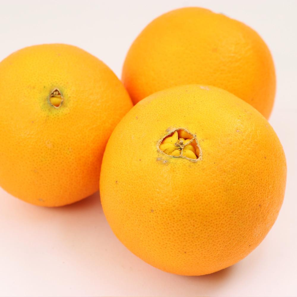 ［先行予約］厳選 ネーブルオレンジ2.5kg+250g（傷み補償分）［光センサー選別］［柑橘・ジュース］［IKE37］