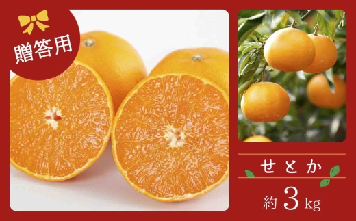 【先行受付】コウ果樹園の「柑橘の大トロ　せとか約3kg」＜C33-1＞_みかん ミカン せとか 柑橘 フルーツ 果物 くだもの 完熟 産直 産地直送 甘い ジューシー 高糖度 愛媛 希少 おすすめ 人気 おすすめ 送料無料【1269378】 YWTG001