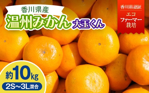 
                  2026年秋よりお届け 温州みかん大玉くん 約10kg 果物類 柑橘類 フルーツ FAH-0176
                