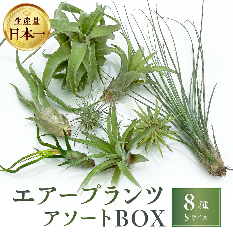 【ふるさと納税】高評価★4.65 南紀グリーンハウス エアープランツ アソートBOX 8種セット │ ティランジア 詰め合わせ 観葉植物 植物 エアープランツ 園芸 インテリア ギフト ストレプトフィラ カプトメデューサ ジュンセア ブルボーサ カピタータ セット